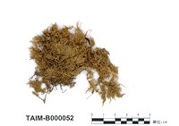 藏品(南方比賴苔)的圖片